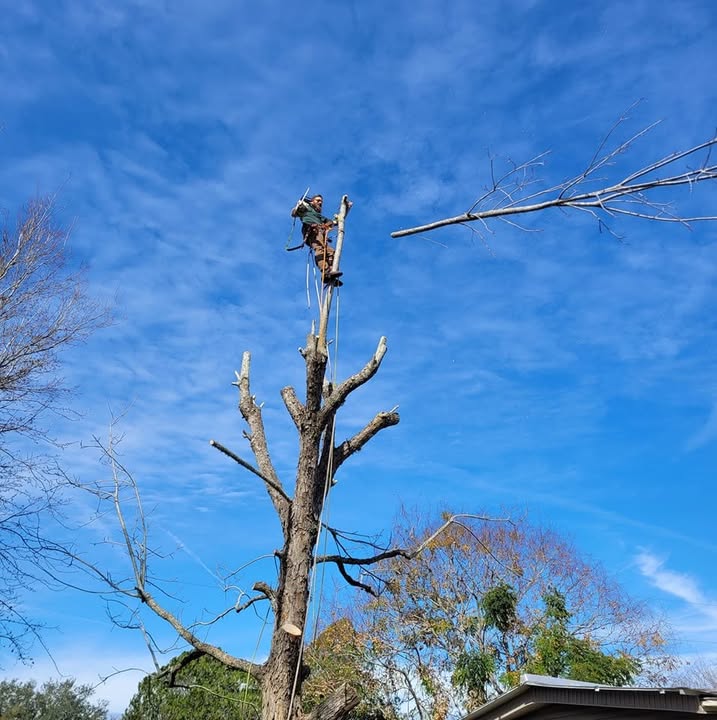 Climber at the top of a stripped tree trunk