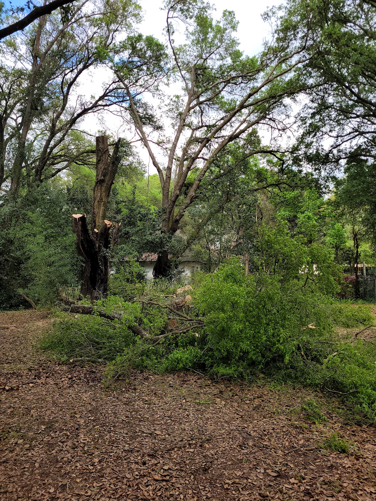 Cleared lot under oak canopy after a tree removal